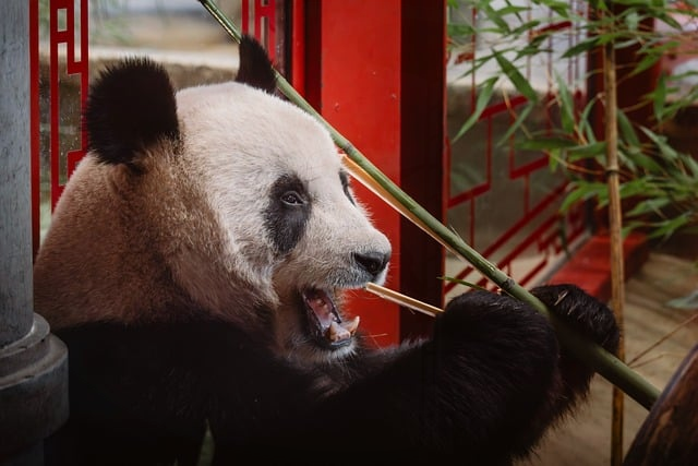 中医健康养生：在高压时代，把身体“养回来”的笨办法