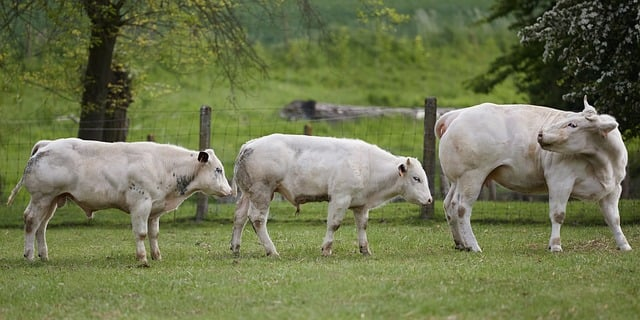 从零落笔到写出气韵之美：艺术书法入门教程的冷静真相与温柔指南