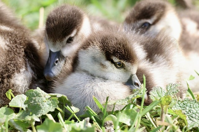 从零握笔到独立临帖：我的「隶书书法入门视频教程」实战笔记