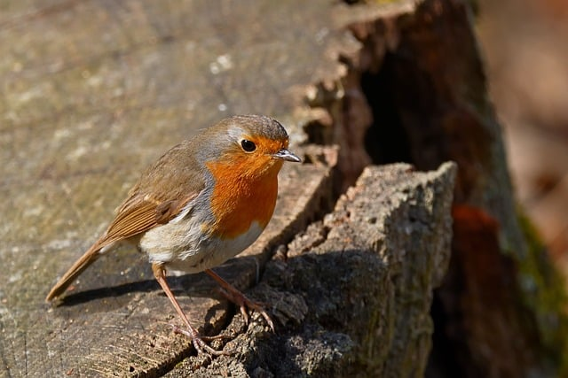 经史子集各指什么一位古籍编辑把四部分类讲透，读懂传统文化就差这一步